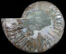 Cut Ammonite Fossil (Half) - Agatized #54339-1